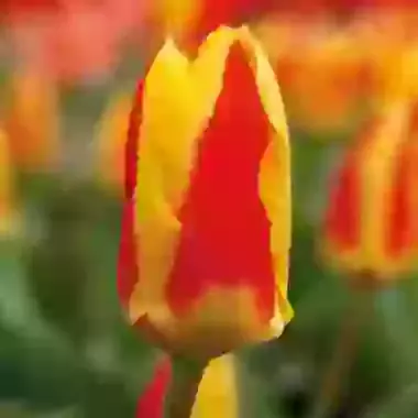 Stresa